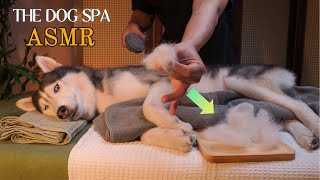ASMR / A calm husky getting brushed and spoiled with love