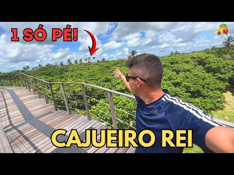 CAJUEIRO REI: O maior pé de caju do mundo está no Piauí! 