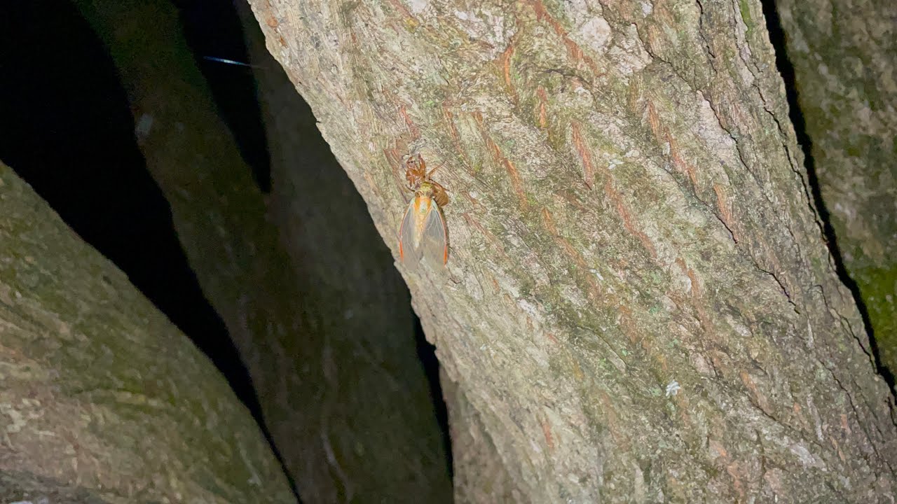 Silver Princess Cicadas Moulting (Yoyetta celis)
