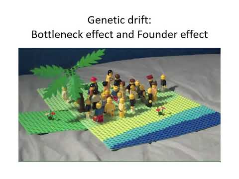 Week 7 Lecture Chapter 5: Population Genetics