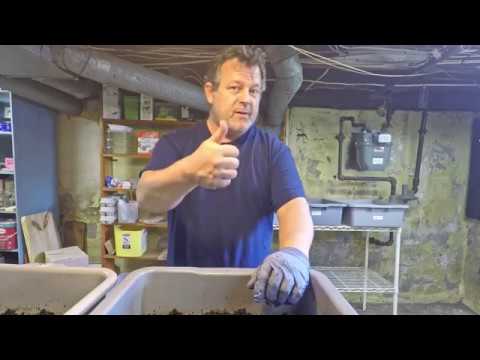 Feed 4 worm bins & check on finished compost trays - vermicomposting