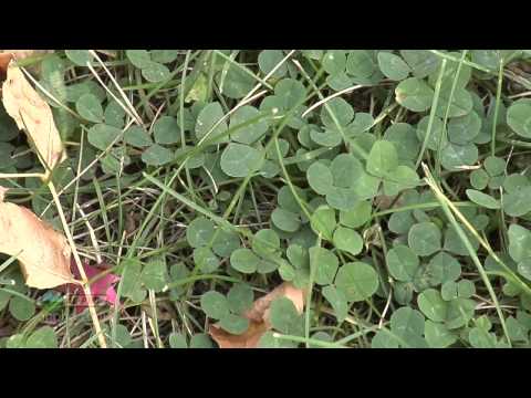 image-Is clover considered a weed?