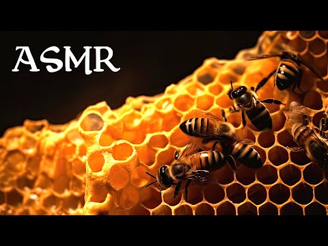 The World of Bees (ASMR Story for Sleep)