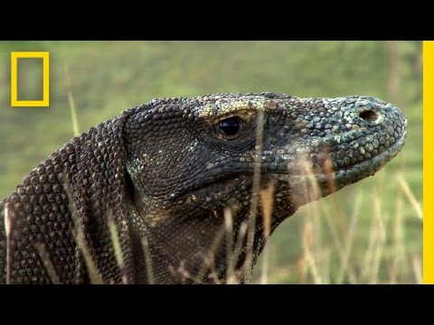 Living Among Ancient Dragons | National Geographic