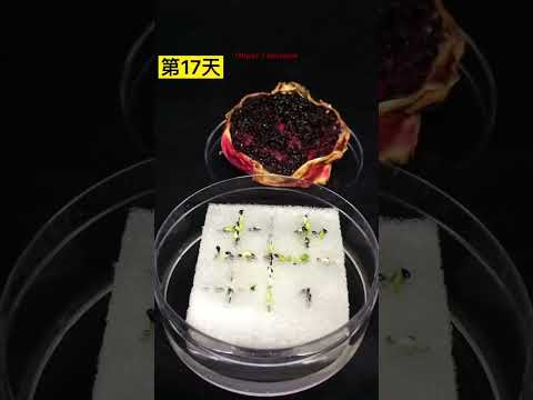 Growing Dragon Fruit Time Lape.#shorts #timelapse @AmazingTubeTimeLapse @Boxlapse