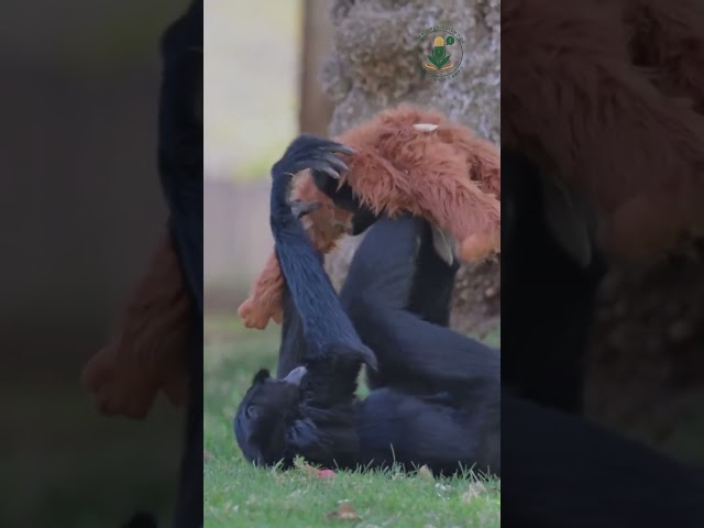 Vídeo relacionado con Efymosce Peluche de Mono Orangután, 66 cm Peluche de Mono Punch Protector, Mono Peluche para Acurrucarse, Peluche de Apoyo Emocional para Niños y Adultos