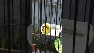 Download lagu Pleci Full Tembakan Zipper Wit Wit #pleci #plecigacor #plecimania #plecimaniaindonesia mp3