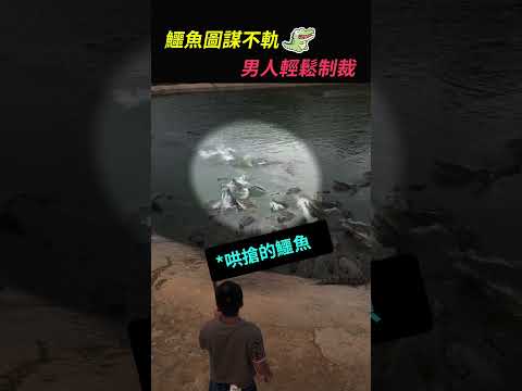 被鐵鍬幾百的鱷魚（TT：mrcrocodiles）