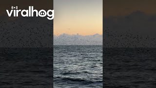 Murmuration of Starlings Above the Sea in Brighton || ViralHog