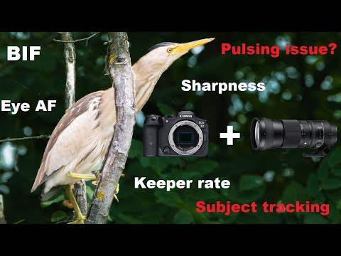 Canon R7 + Sigma 150-600 C: Heaven on budget? (Field test)