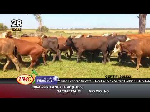 Lote 102 Novillitos en Santo Tomé, Corrientes
