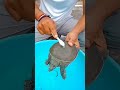 Turtles Ko Kaise Saaf Karen Shorts Shortsvideo Turtle