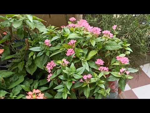 How to water plants while on vacation / 2 genius ways to water your plants when you are away on vac