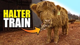 Halter Training A Highland Calf / Ranch / Homesteading