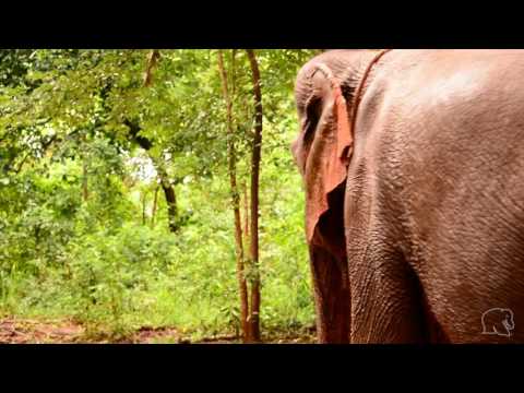 Caring for Cambodia's elephants during Covid