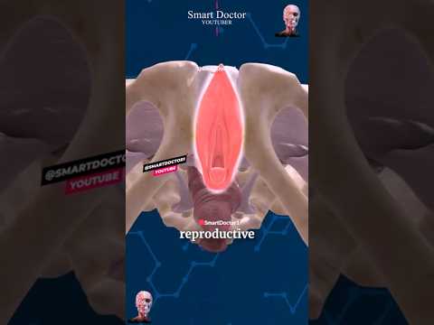 Smart Doctor 👨‍⚕️ and Smart Doctor Alt