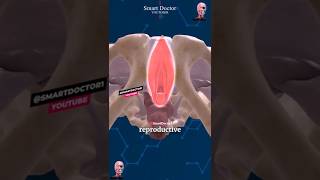 Download lagu The Main Gateway To the Female Reproductive System β¨ββοΈ mp3 Download lagu The Main Gateway To the Female Reproductive System β¨ββοΈ mp3
