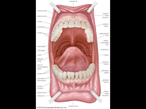 sr pelo breaking character 2