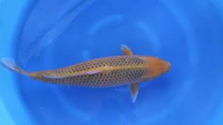video van Golden Corn 2511016