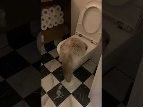 Śmieszne koty / pijemy z kibla wodę😎🤣🐱