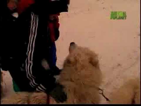 Breed All About It - Samoyed