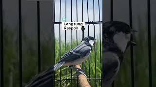 Download lagu Pancingan Gelatik Batu #glatikfullisian #glatikbatu #gelatikbatu #masteranburung #pancinganburung mp3 Download lagu Pancingan Gelatik Batu #glatikfullisian #glatikbatu #gelatikbatu #masteranburung #pancinganburung mp3