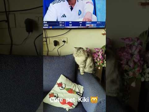 Cute  pet  Kiki  Cat 😻💞❤️Kiki  cricket  match  dekh  raha  he 😅😱🥱#shorts #ytshorts #trending #viral