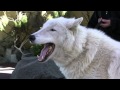 Arctic Wolf Howl MTS