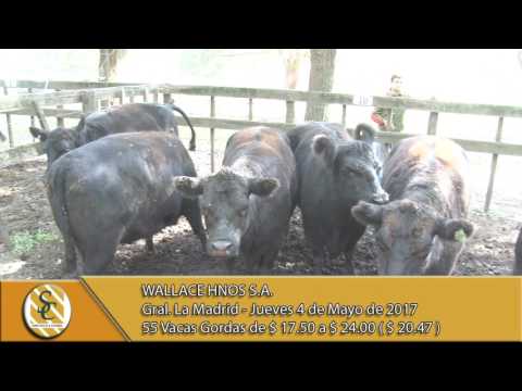 04-05-17 Venta de Vacas Gordas - Wallace Hnos S.A. - Gral. La Madrid.