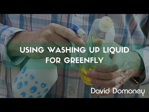 Greenfly Problem? This One Ingredient Solves It