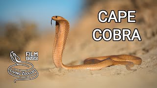 Download lagu Deadly venomous Cape cobra the most toxic cobra of... mp3