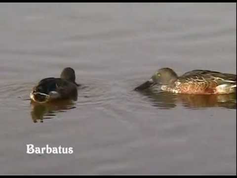 Pato cuchara ( Anas clypeata ) Ing. Shoveler