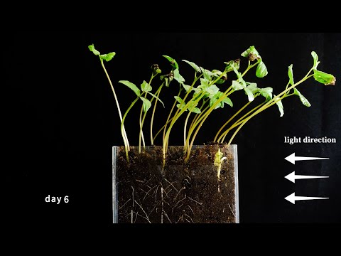 7 days in 1 minute - morning glory seeds germinate and growth timelapse