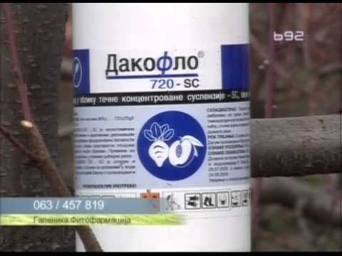 Saveti galenika fitofarmacije - borba protiv tafrine, grinja, pepelnice i drugih gljivicnih bolesti