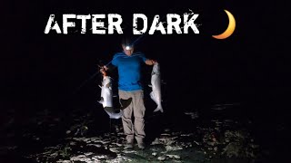 After Dark Catfishing in Texas / 3 MONSTER cats