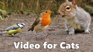 Video for Cats to Watch : Squirrels and Birds Extravaganza