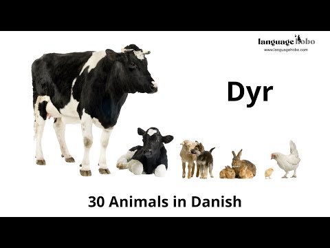 Animals in Danish (Dyr) - Learn 30 Animal Names in the Danish Language