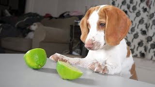 Cute Puppy vs Limes: Cute Dogs Potpie & Maymo by Maymo