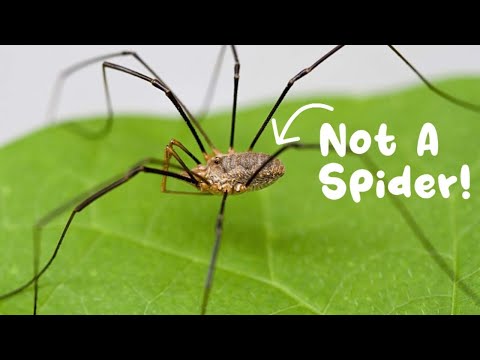 Daddy Long Legs: The Misunderstood Arachnid | Vibepedia