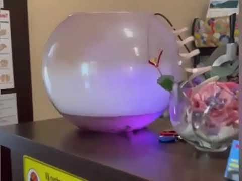 Pensiunea Tomis, Baile Felix, Oradea