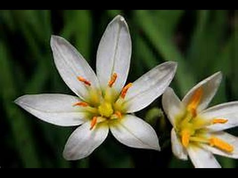 download lagu mp3 mp4 Wild Garlic Poisonous, download lagu Wild Garlic Poisonous gratis, unduh video klip Wild Garlic Poisonous