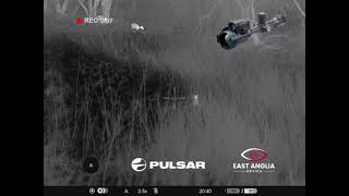 🦊 Foxing with the Pulsar Thermion 2 LRF XL60