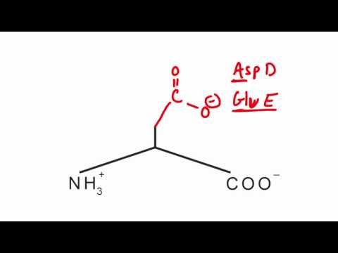 Memorize the 20 amino acids in 20 minutes (Part 2)