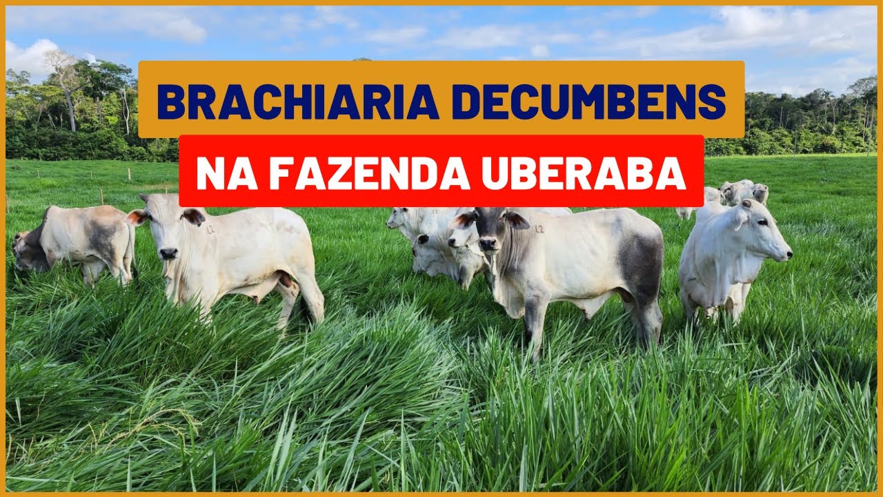 Altura de MANEJO da BRACHIARIA DECUMBENS - FAZENDA UBERABA