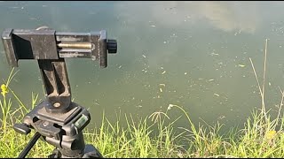Monday Fish Feeding Frenzy