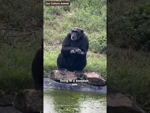 This Chimp Planned an Attack on Zoo Visitors!