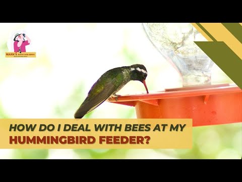 image-Will a hummingbird feeder attract wasps?