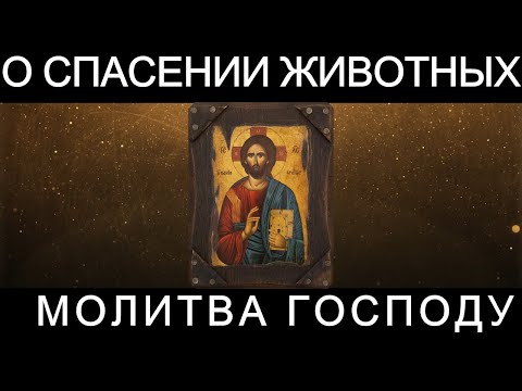 Молитва Господу о спасении и здоровье животных