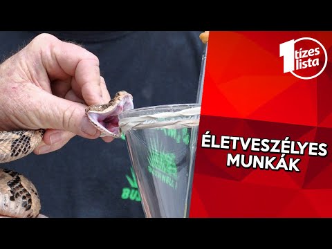 Hogyan kell kezelni az üreget a férgektől