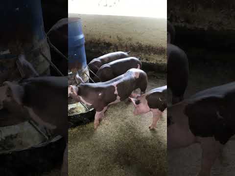 Granja gf suinos em Itapipoca Ce a máquina da suinocultura do nordeste 🚀🚀🚀🚀